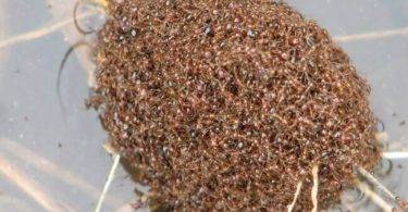 From the oddity of the universe: Ants face floods by forming boats with their bodies!