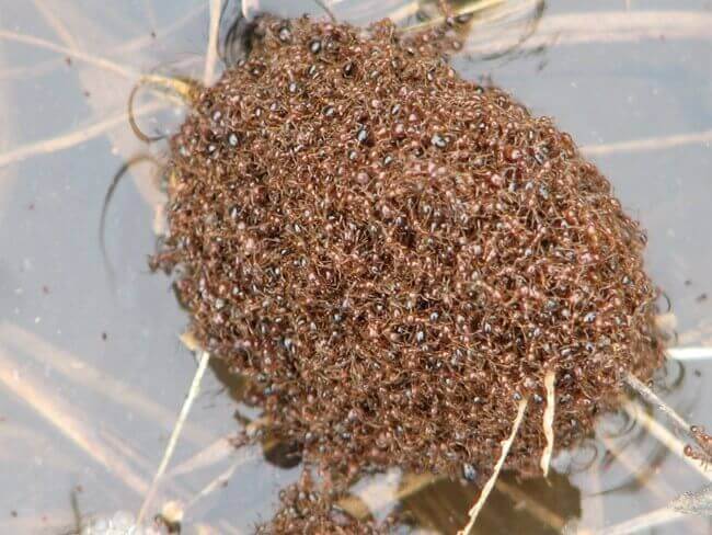 From the oddity of the universe: Ants face floods by forming boats with their bodies!