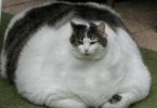 fat cats queen creek