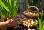 Garlic Plant When to Harvest